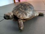 Spur Thighed : Male approx 70+ years old (Denis)